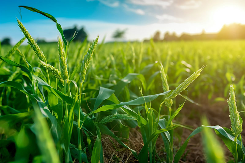 三种肥料不能混用